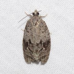 Apotomis removana by (c) Dan MacNeal, some rights reserved (CC BY), uploaded by Dan MacNeal. Used under a CC-BY license.