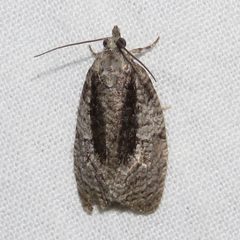 Apotomis removana by (c) Dan MacNeal, some rights reserved (CC BY), uploaded by Dan MacNeal. Used under a CC-BY license.