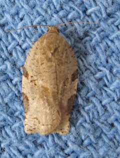 Archips grisea by (c) David Dodd, some rights reserved (CC BY), uploaded by David Dodd. Used under a CC-BY license.