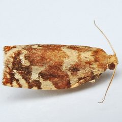 Archips semiferanus by (c) Bill Keim, some rights reserved (CC BY). Used under a CC-BY license.