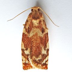 Archips semiferanus by (c) Bill Keim, some rights reserved (CC BY). Used under a CC-BY license.