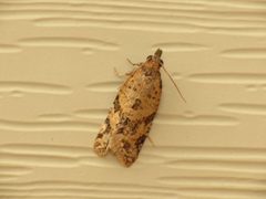 Dichelia by (c) Donald Hobern, some rights reserved (CC BY). Used under a CC-BY license.