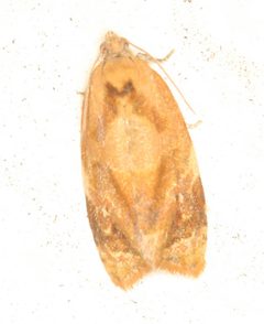Ditula angustiorana by no rights reserved, uploaded by Scott Loarie. Used under a CC0 license.