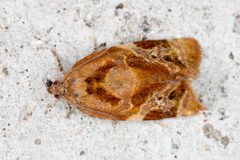 Ditula angustiorana by (c) Drepanostoma, some rights reserved (CC BY), uploaded by Drepanostoma. Used under a CC-BY license.