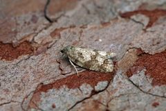Cnephasia asseclana by (c) Nigel Voaden, some rights reserved (CC BY). Used under a CC-BY license.