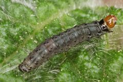 Cnephasia asseclana by (c) ingridaltmann, some rights reserved (CC BY). Used under a CC-BY license.