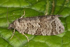 Cnephasia asseclana by (c) ingridaltmann, some rights reserved (CC BY). Used under a CC-BY license.