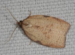 Amorbia cuneanum by no rights reserved, uploaded by Scott Loarie. Used under a CC0 license.