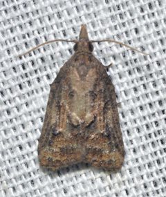 Platynota idaeusalis by (c) Andy Reago & Chrissy McClarren, some rights reserved (CC BY). Used under a CC-BY license.