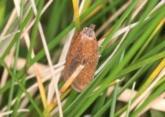 Acleris minuta by (c) Jake McCumber, some rights reserved (CC BY), uploaded by Jake McCumber. Used under a CC-BY license.