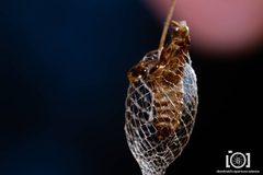 Urodus parvula by no rights reserved, uploaded by Lyn Roueche. Used under a CC0 license.