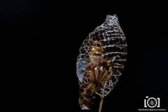 Urodus parvula by no rights reserved, uploaded by Lyn Roueche. Used under a CC0 license.