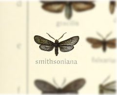 Triprocris smithsoniana by no rights reserved, uploaded by Andreas Manz. Used under a CC0 license.