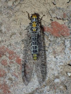 Chrysopinae by (c) John P Friel, some rights reserved (CC BY), uploaded by John P Friel. Used under a CC-BY license.