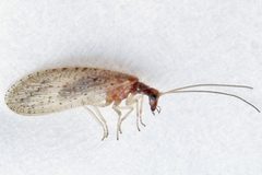 Micromus subanticus by (c) Bill Keim, some rights reserved (CC BY). Used under a CC-BY license.