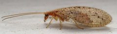 Micromus subanticus by (c) Nick Block, some rights reserved (CC BY), uploaded by Nick Block. Used under a CC-BY license.