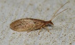 Micromus subanticus by (c) Nick Block, some rights reserved (CC BY), uploaded by Nick Block. Used under a CC-BY license.