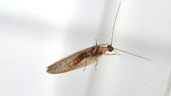 Hemerobius stigma by (c) Dan MacNeal, some rights reserved (CC BY), uploaded by Dan MacNeal. Used under a CC-BY license.