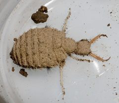 Myrmeleontini by (c) strewick, some rights reserved (CC BY), uploaded by strewick. Used under a CC-BY license.