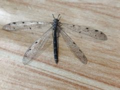 Myrmeleontini by (c) SteveM4560, some rights reserved (CC BY), uploaded by SteveM4560. Used under a CC-BY license.