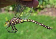 Aeshna interrupta by (c) Nick Block, some rights reserved (CC BY), uploaded by Nick Block. Used under a CC-BY license.
