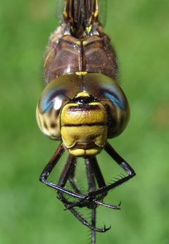 Aeshna interrupta by (c) Nick Block, some rights reserved (CC BY), uploaded by Nick Block. Used under a CC-BY license.