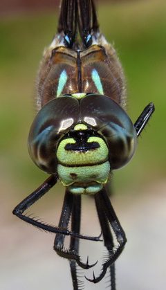 Aeshna interrupta by (c) Nick Block, some rights reserved (CC BY), uploaded by Nick Block. Used under a CC-BY license.