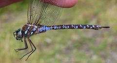 Aeshna interrupta by (c) Nick Block, some rights reserved (CC BY), uploaded by Nick Block. Used under a CC-BY license.
