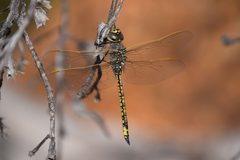 Anax by (c) Thomas Mesaglio, some rights reserved (CC BY), uploaded by Thomas Mesaglio. Used under a CC-BY license.