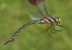 Aeshnidae by (c) Scott King, some rights reserved (CC BY). Used under a CC-BY license.