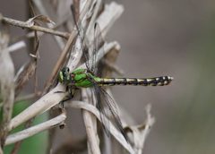 Ophiogomphus aspersus by (c) 116916927065934112165, some rights reserved (CC BY), uploaded by 116916927065934112165. Used under a CC-BY license.