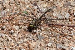 Stylurus amnicola by (c) Ken-ichi Ueda, some rights reserved (CC BY), uploaded by Ken-ichi Ueda. Used under a CC-BY license.
