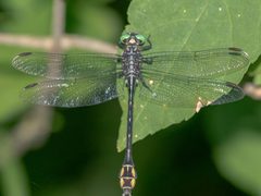 Stylurus laurae by (c) Patrick Hanly, some rights reserved (CC BY), uploaded by Patrick Hanly. Used under a CC-BY license.