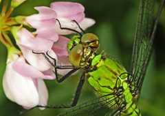 Erythemis simplicicollis by (c) Judy Gallagher, some rights reserved (CC BY). Used under a CC-BY license.