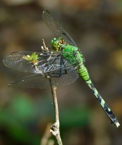 Erythemis simplicicollis by (c) Michael J. Papay, some rights reserved (CC BY), uploaded by Michael J. Papay. Used under a CC-BY license.