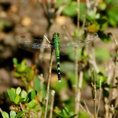 Erythemis simplicicollis by (c) Michael J. Papay, some rights reserved (CC BY), uploaded by Michael J. Papay. Used under a CC-BY license.