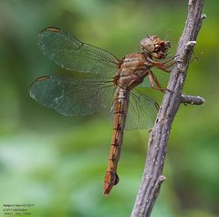 Orthemis discolor by (c) John Rosford, some rights reserved (CC BY), uploaded by John Rosford. Used under a CC-BY license.