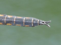 Epitheca costalis by (c) Matt Muir, some rights reserved (CC BY), uploaded by Matt Muir. Used under a CC-BY license.