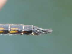 Epitheca costalis by (c) Matt Muir, some rights reserved (CC BY), uploaded by Matt Muir. Used under a CC-BY license.