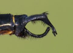 Somatochlora tenebrosa by (c) Nick Block, some rights reserved (CC BY), uploaded by Nick Block. Used under a CC-BY license.