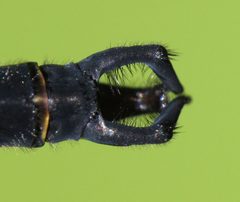 Somatochlora tenebrosa by (c) Nick Block, some rights reserved (CC BY), uploaded by Nick Block. Used under a CC-BY license.