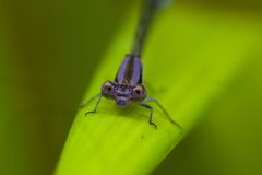 Argia fumipennis by (c) Melissa McMasters, some rights reserved (CC BY). Used under a CC-BY license.