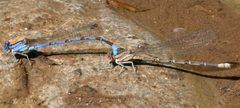 Argia funebris by (c) Nick Block, some rights reserved (CC BY), uploaded by Nick Block. Used under a CC-BY license.