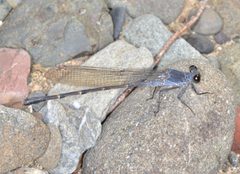 Argia lugens by (c) dloarie, some rights reserved (CC BY), uploaded by dloarie. Used under a CC-BY license.
