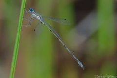 Lestes spumarius by (c) Dennis Vollmar, some rights reserved (CC BY), uploaded by Dennis Vollmar. Used under a CC-BY license.