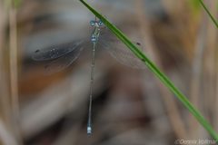Lestes spumarius by (c) Dennis Vollmar, some rights reserved (CC BY), uploaded by Dennis Vollmar. Used under a CC-BY license.