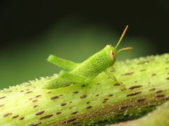 Anacridium aegyptium by (c) Katja Schulz, some rights reserved (CC BY), uploaded by Katja Schulz. Used under a CC-BY license.