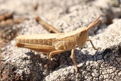 Chloealtis conspersa by (c) Alex Karasoulos, some rights reserved (CC BY), uploaded by Alex Karasoulos. Used under a CC-BY license.