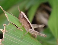 Dichromorpha elegans by (c) Cole Shoemaker, some rights reserved (CC BY), uploaded by Cole Shoemaker. Used under a CC-BY license.