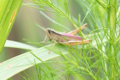 Dichromorpha elegans by (c) Richard Stovall, some rights reserved (CC BY), uploaded by Richard Stovall. Used under a CC-BY license.